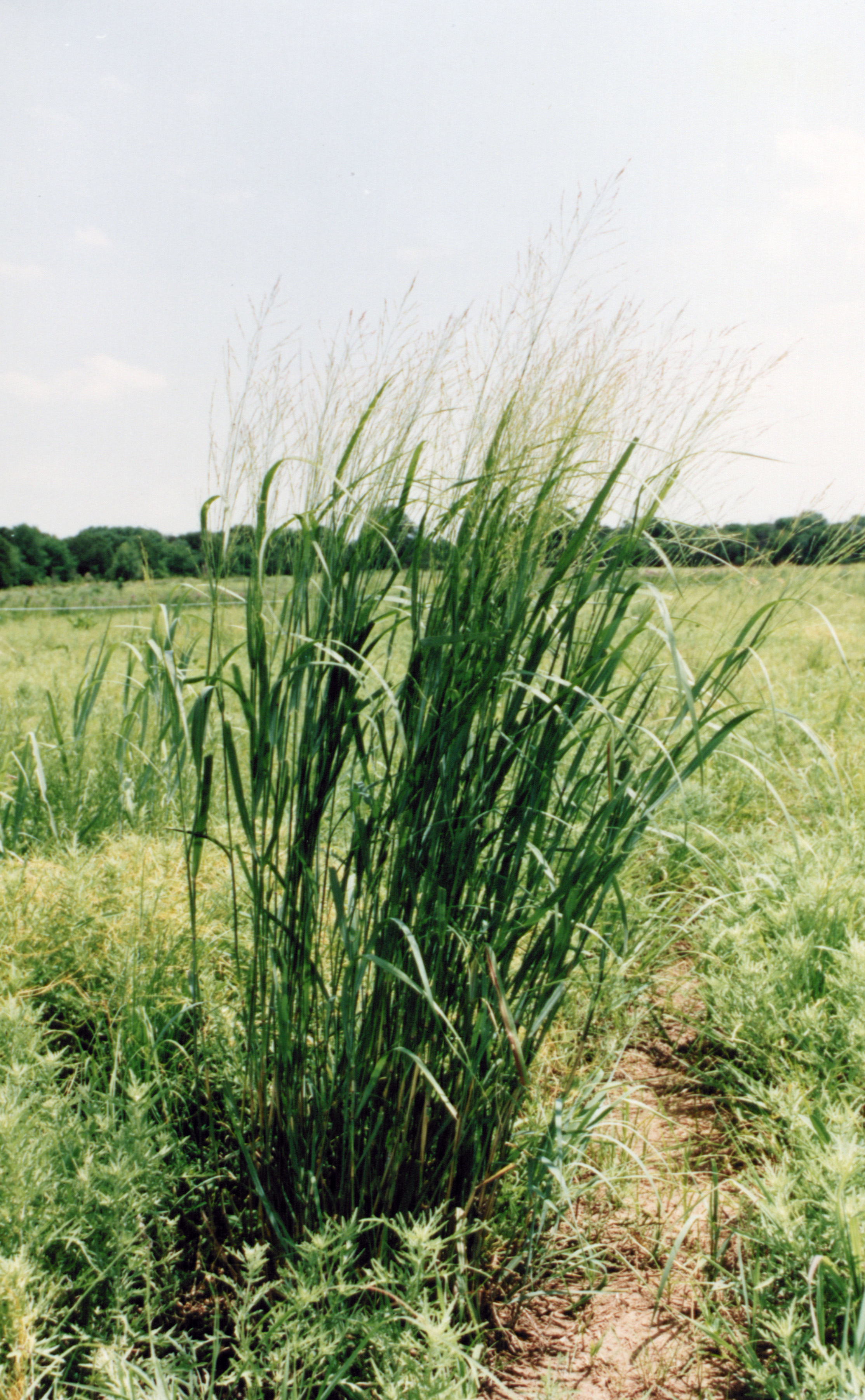 switchgrass-wisconsin-integrated-cropping-systems-trial