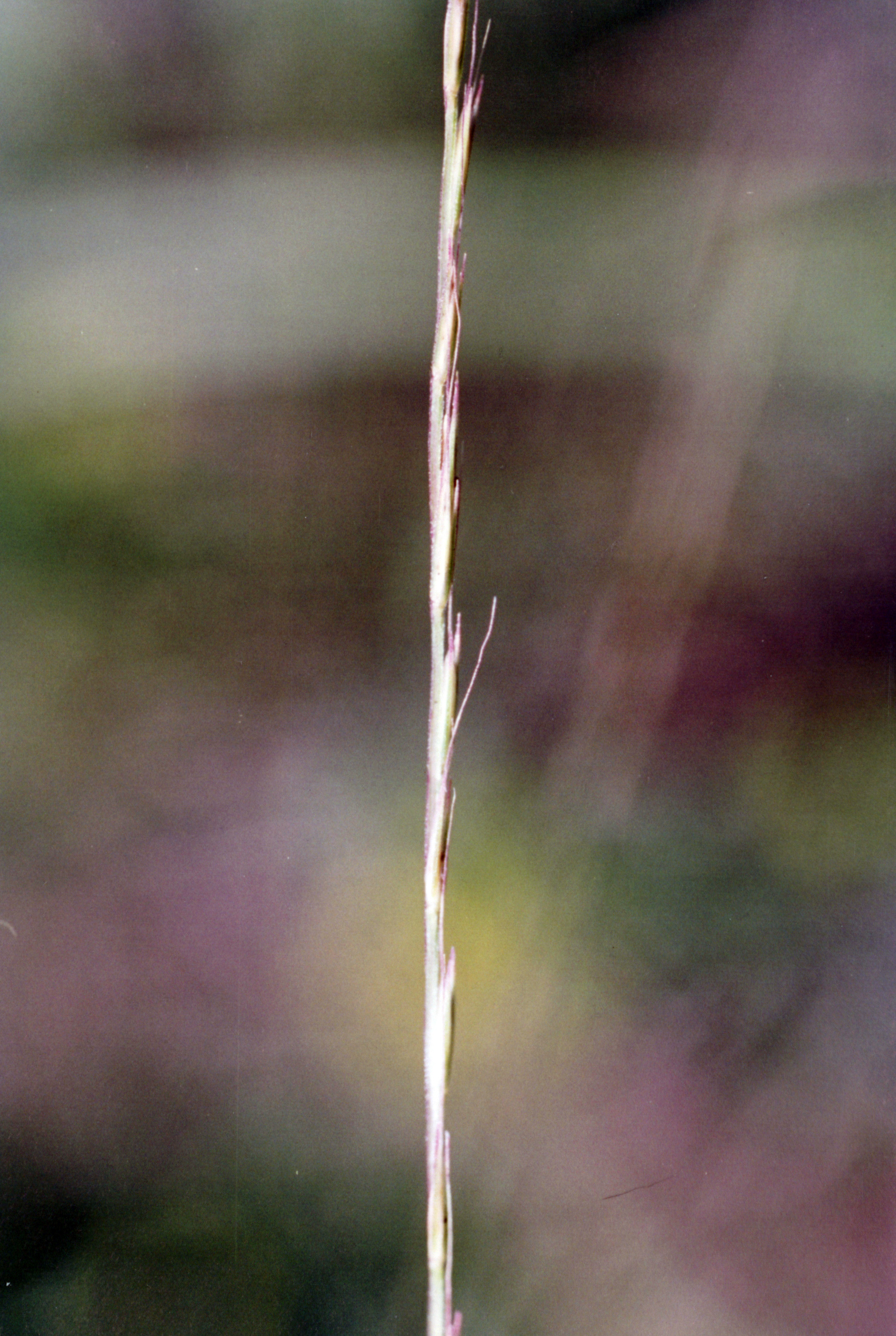 Bone Grass Sambau Type Plant That Stock Photo 2316250677