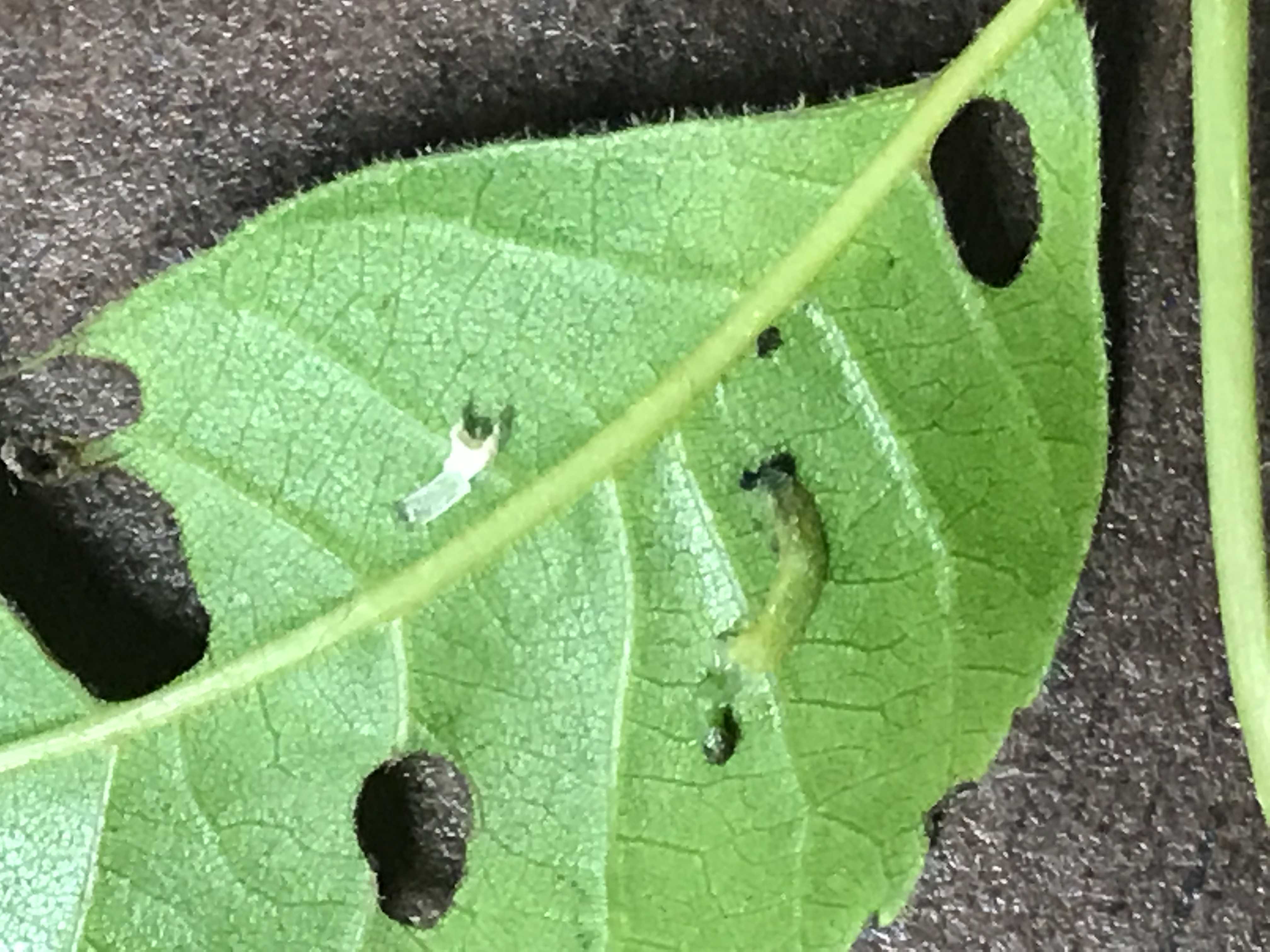 Sawfly feeding damage