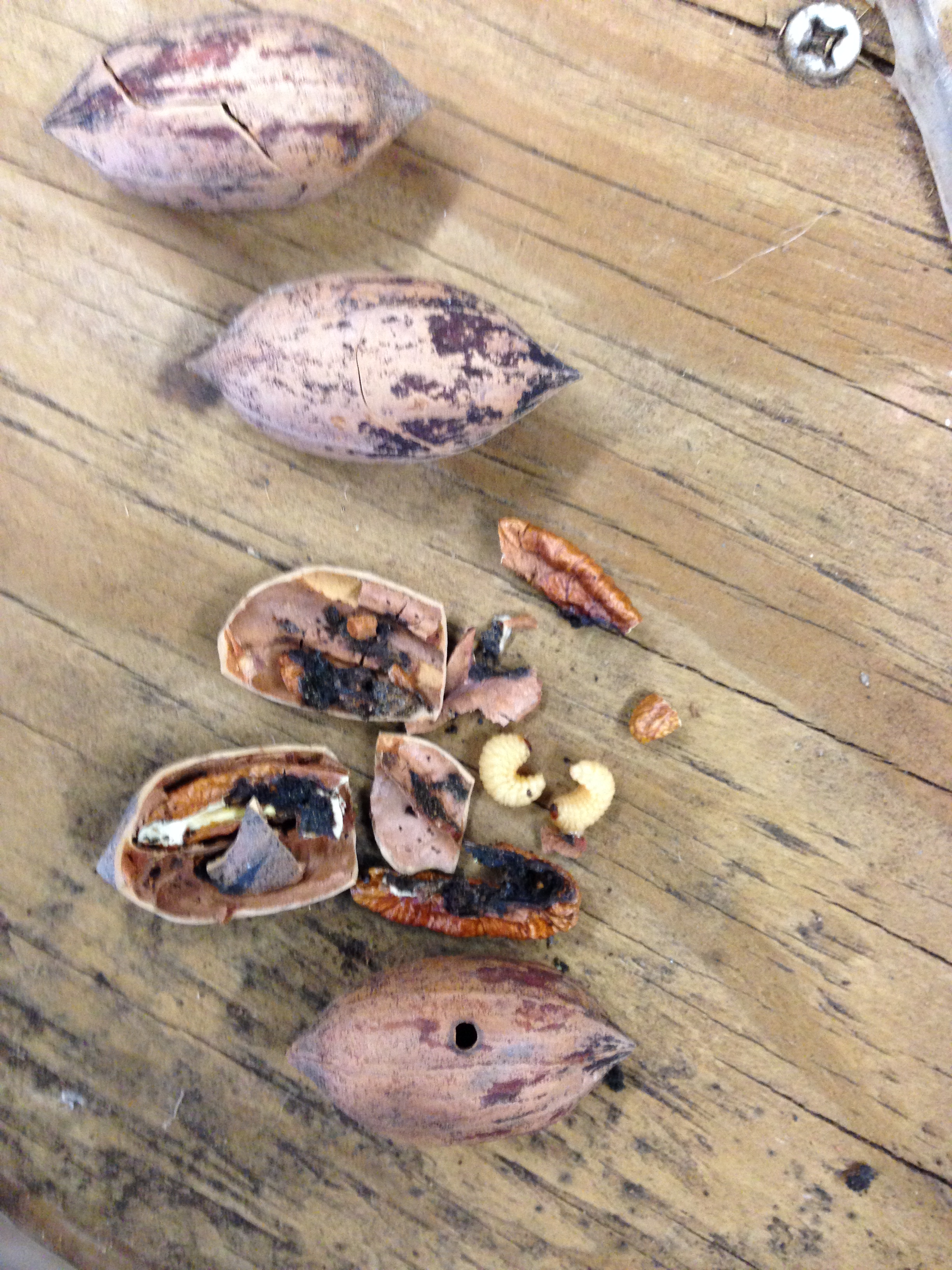 Pecan weevil feeding in Caddo nut