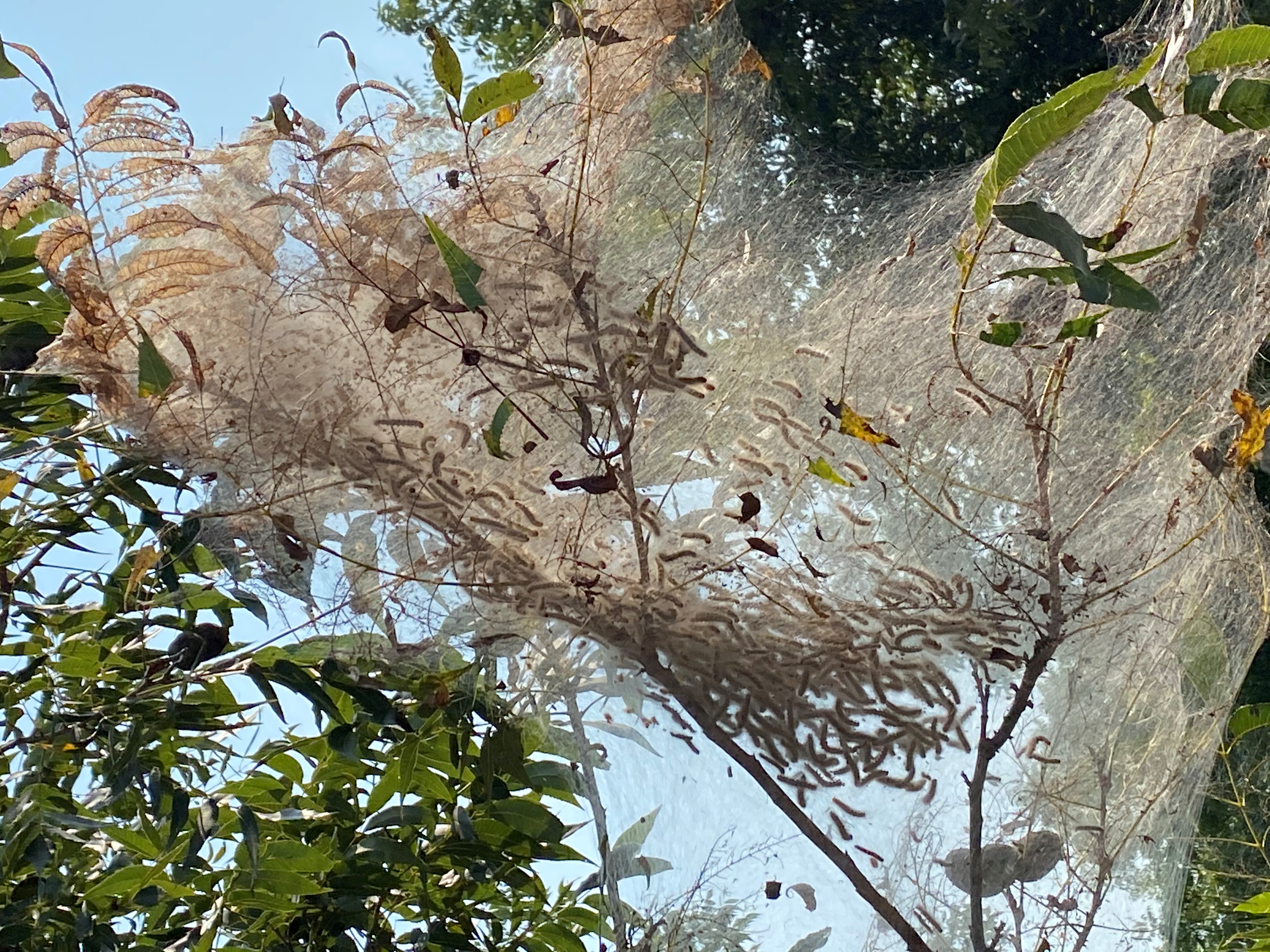 Pecan tent caterpillars (webworms)
