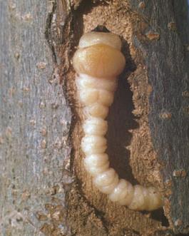 larva of Flathead Appletree Borer