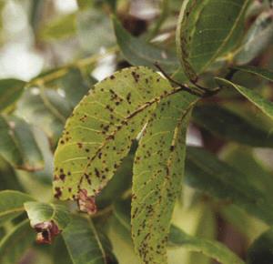 Pecan Leaf Scab