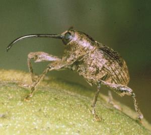 Adult Pecan Weevil