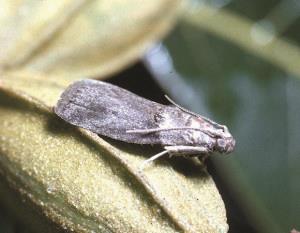 Adult Pecan Nut Casebearer Moth
