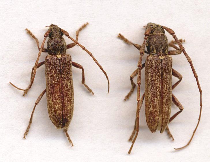 Adult Twig Prunner Beetles