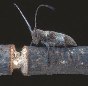 Adult Twig Girdler Beetle
